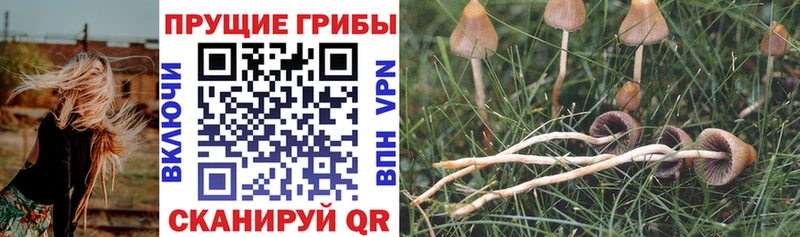 Купить закладки  Гусиноозёрск  Псилоцибиновые грибы Psilocybine cubensis 